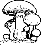 Champignons