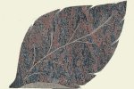 Forme de feuille