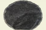 Ovale �clat�e
