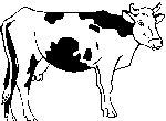 Vache 3