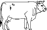 Vache 5