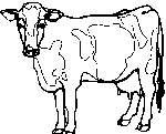 Vache 6