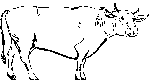 Vache 8