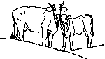 Vache et Veau 1