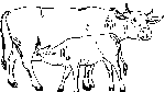 Vache et Veau 2