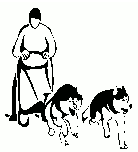 chiens de traineaux 1